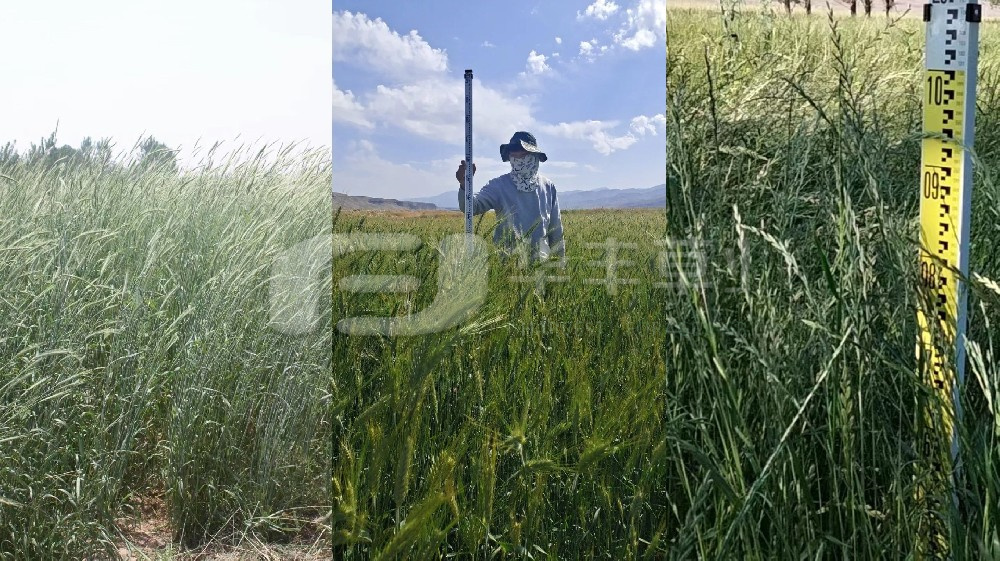 黑麥、小黑麥、黑麥草的區(qū)別