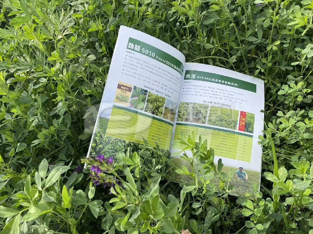 樹立“飼草就是糧食”的大食物理念-第九屆中國苜蓿大會(huì)召開