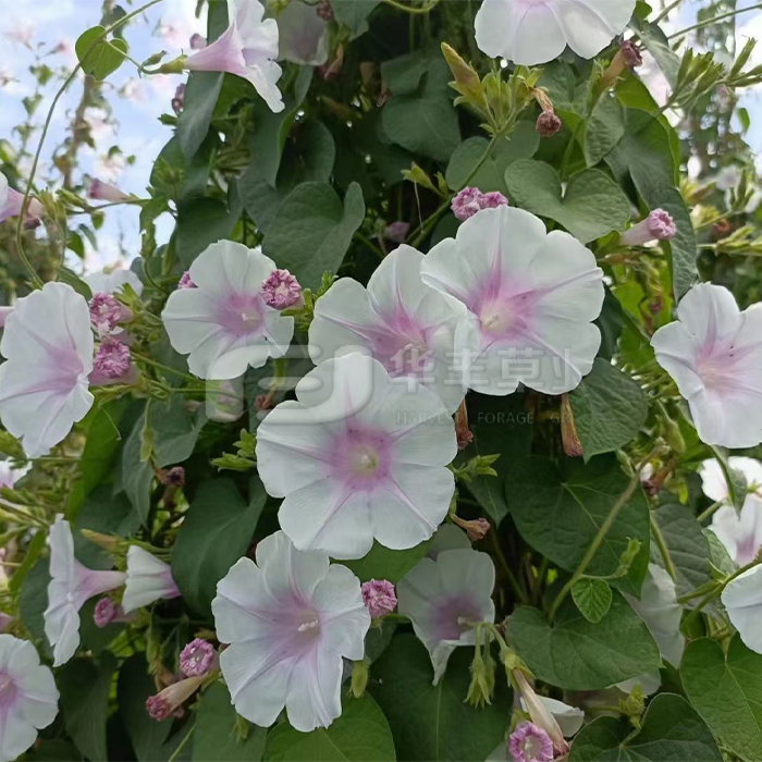 牽?；?>
            <div   id=