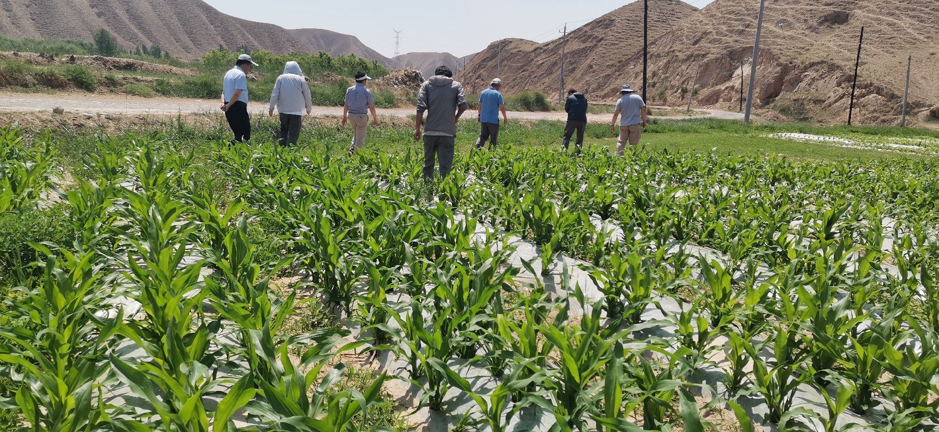 1687058029100932.jpg 6861a3442454e59638d4a6a25943771.jpg