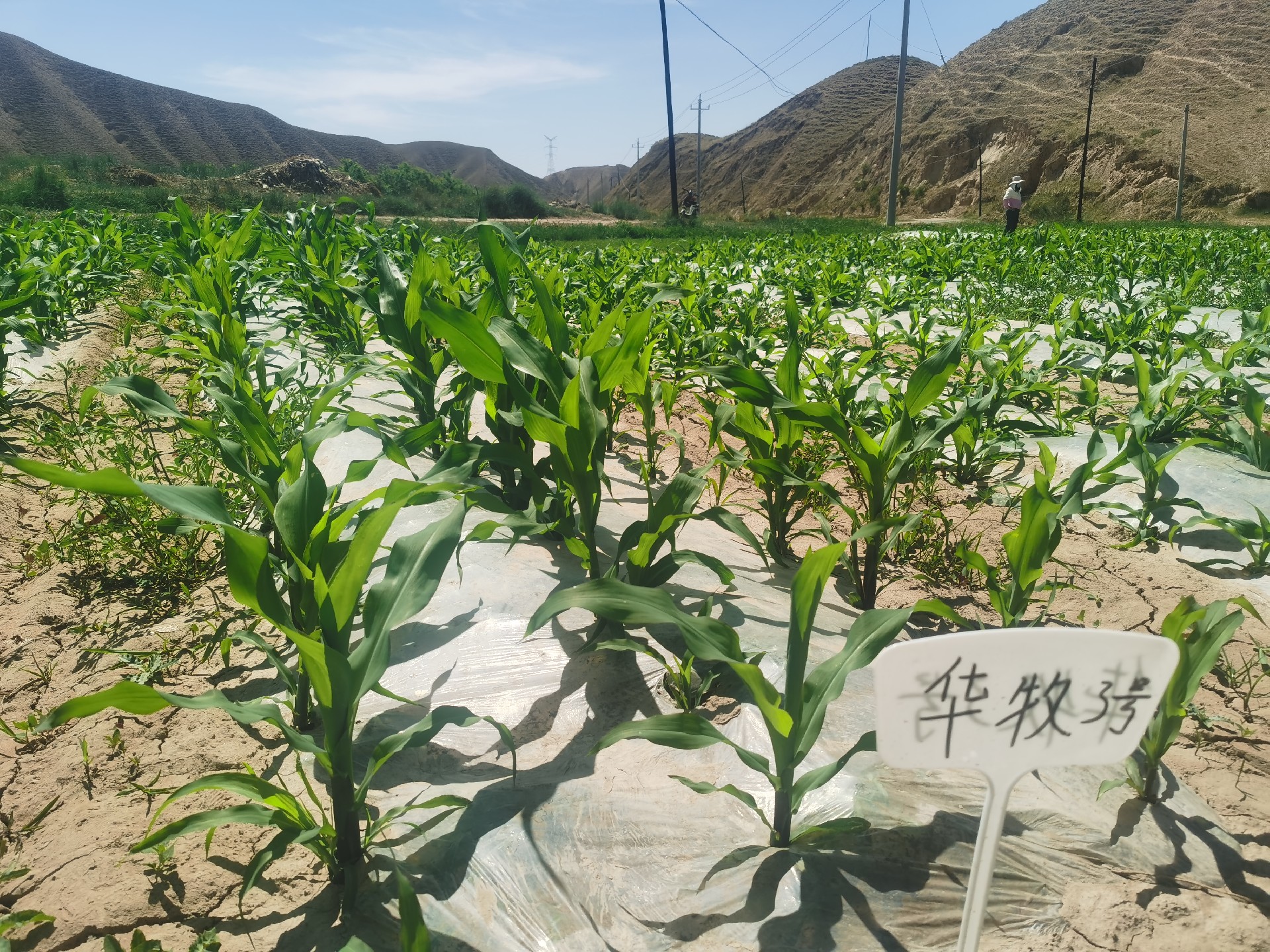 1687058042166824.jpg b0c612037aca19e6276e0f171a7ed85.jpg