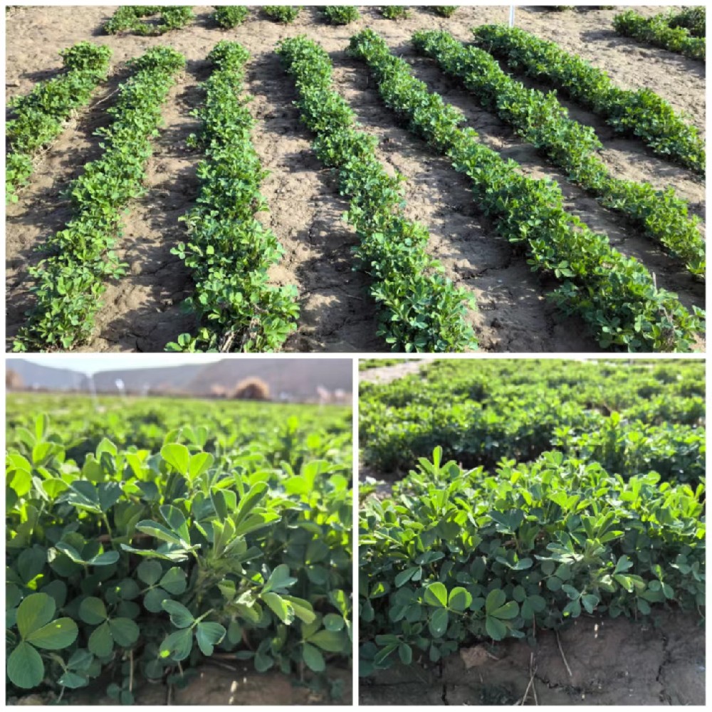 我公司苜蓿品種安全越冬，返青良好