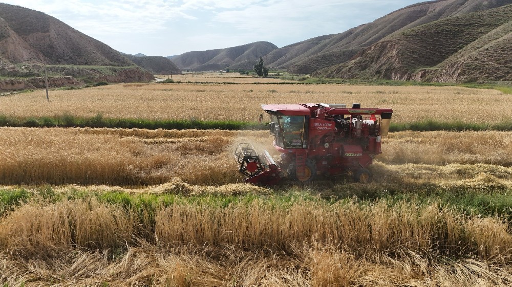 草種迎豐收，田間收獲忙